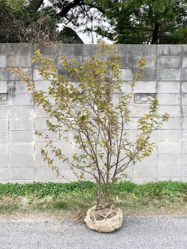 さくらんぼ